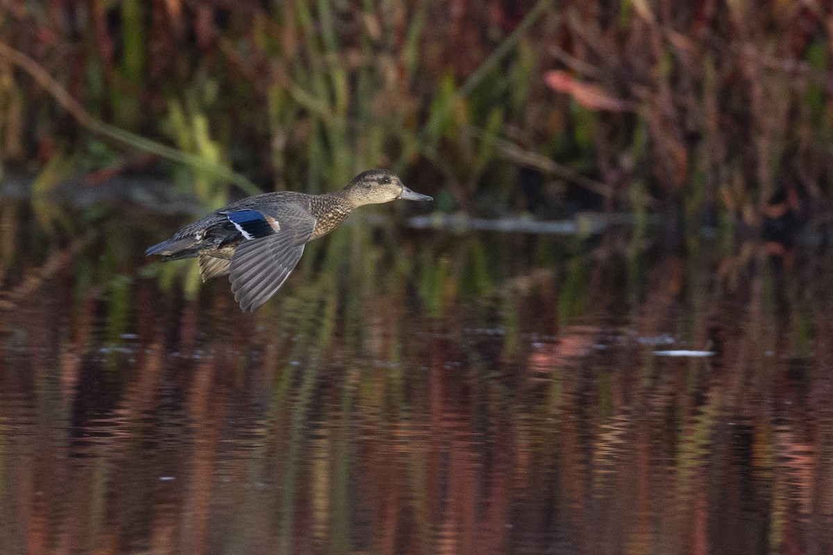 Чирянка мала (підвид carolinensis) - ML620634080