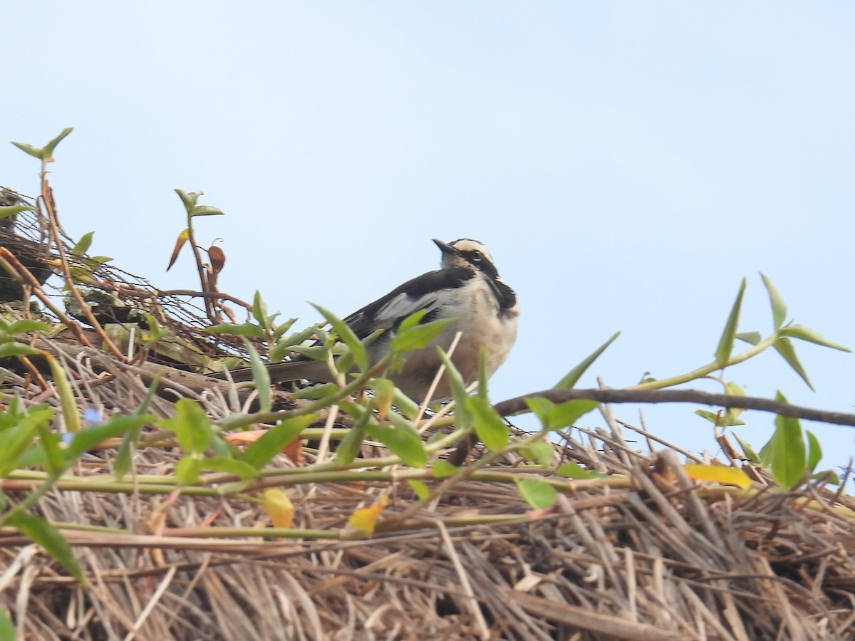 African Pied Wagtail - ML620634092