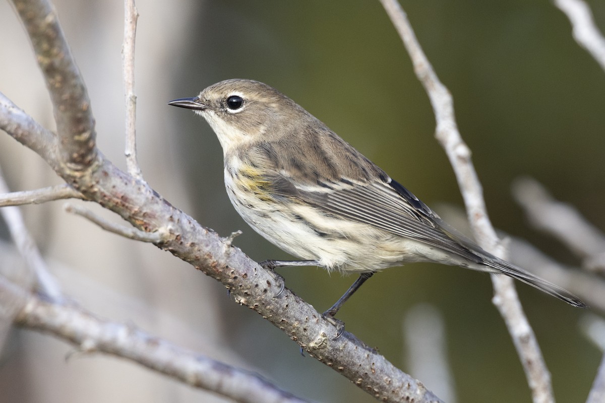 Yellow-rumped Warbler (Myrtle) - Michael Stubblefield