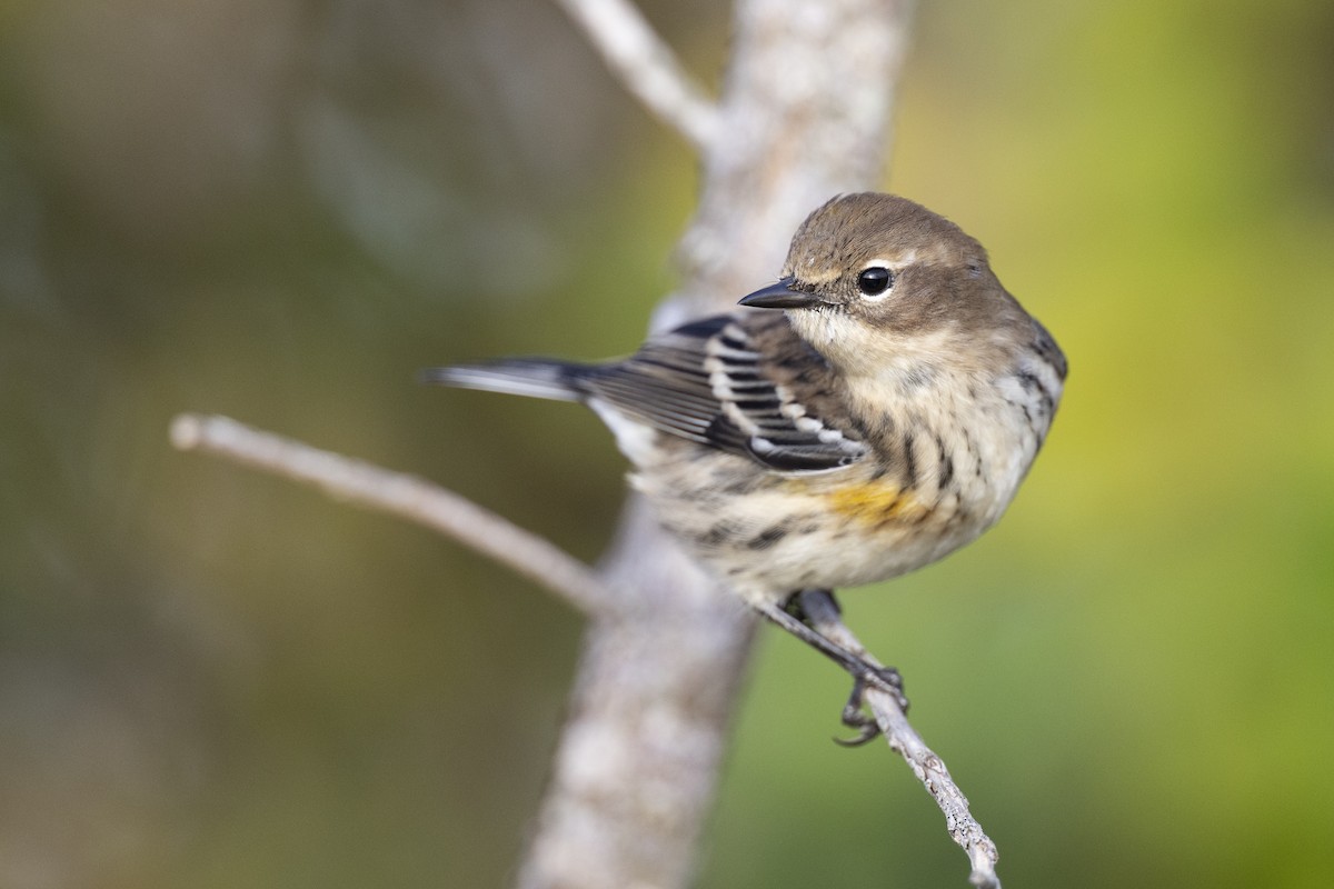 Yellow-rumped Warbler (Myrtle) - Michael Stubblefield