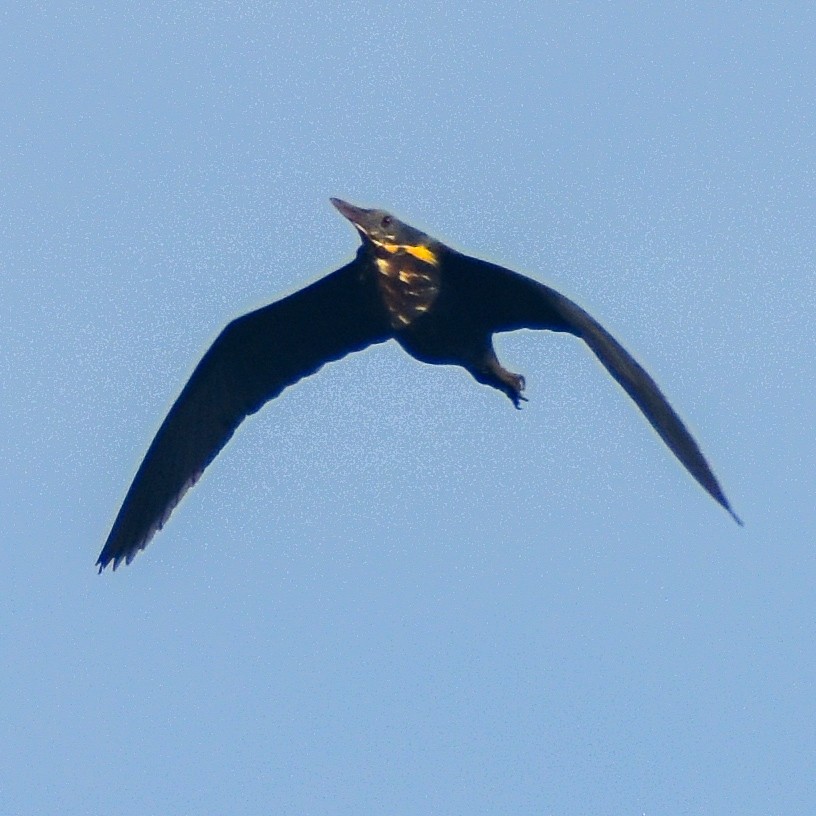 黃頸黑鷺 - ML620634111