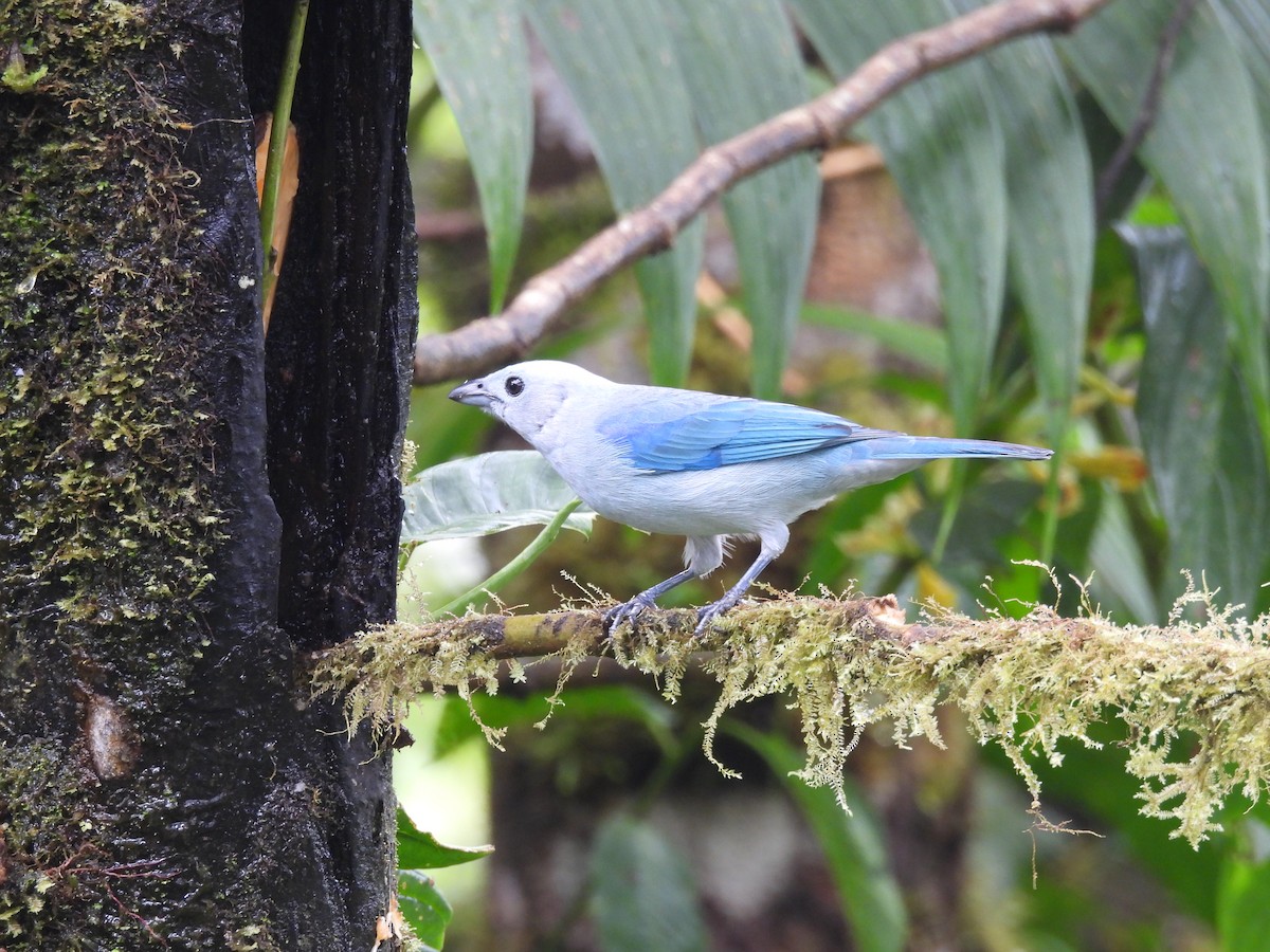 Blue-gray Tanager - ML620634121