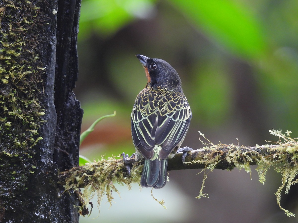 Rufous-throated Tanager - ML620634122