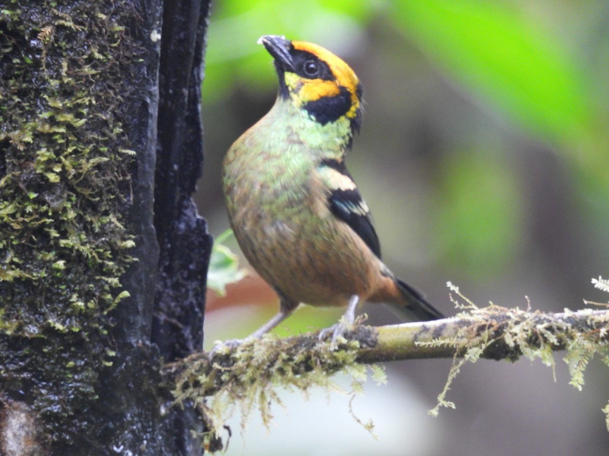 Flame-faced Tanager - ML620634127