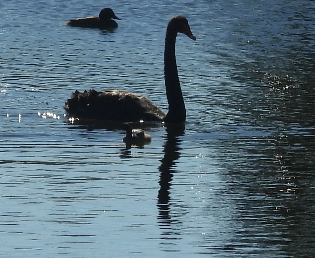 Australasian Grebe - ML620634128