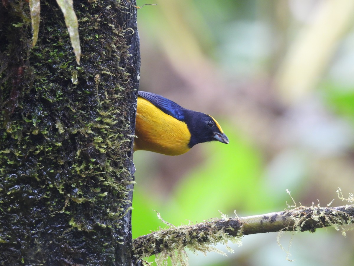 Orange-bellied Euphonia - ML620634136