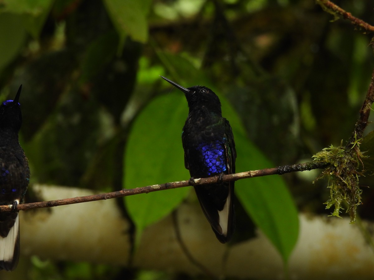 Colibrí Sietecolores - ML620634140