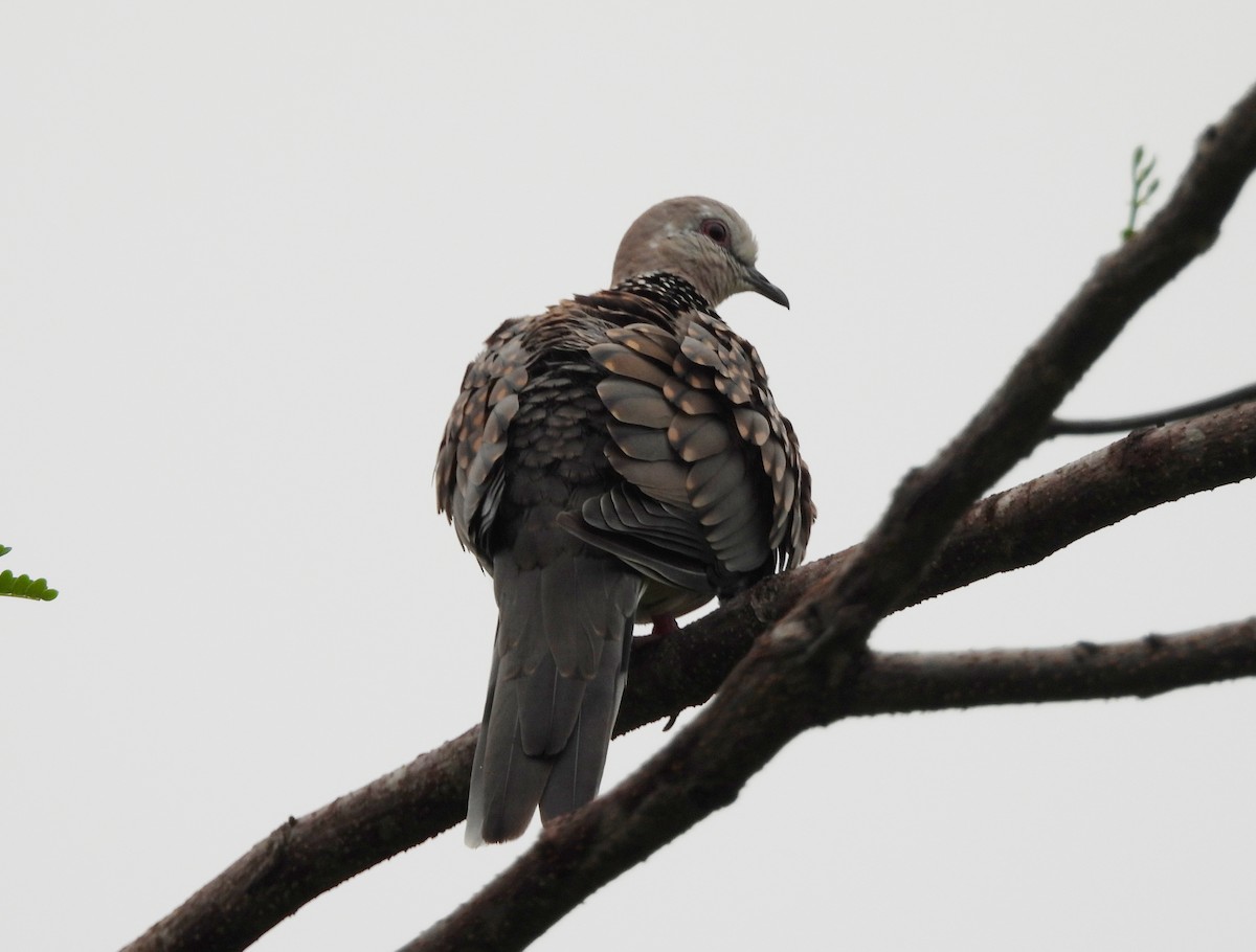 Spotted Dove - ML620634142
