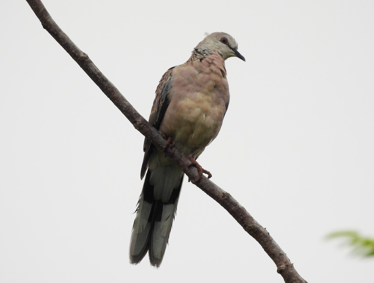 Spotted Dove - ML620634143