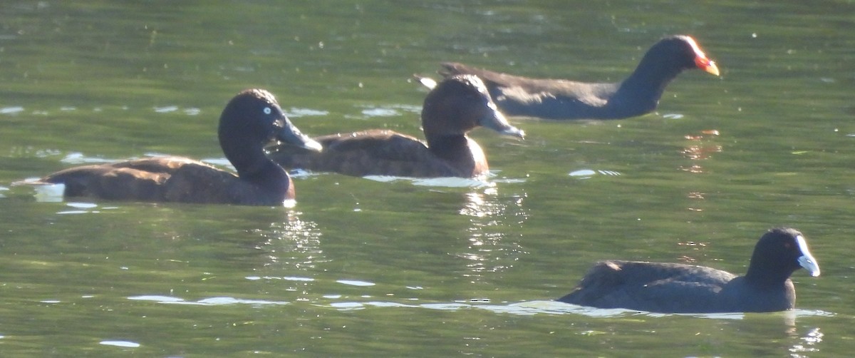 Dusky Moorhen - ML620634146