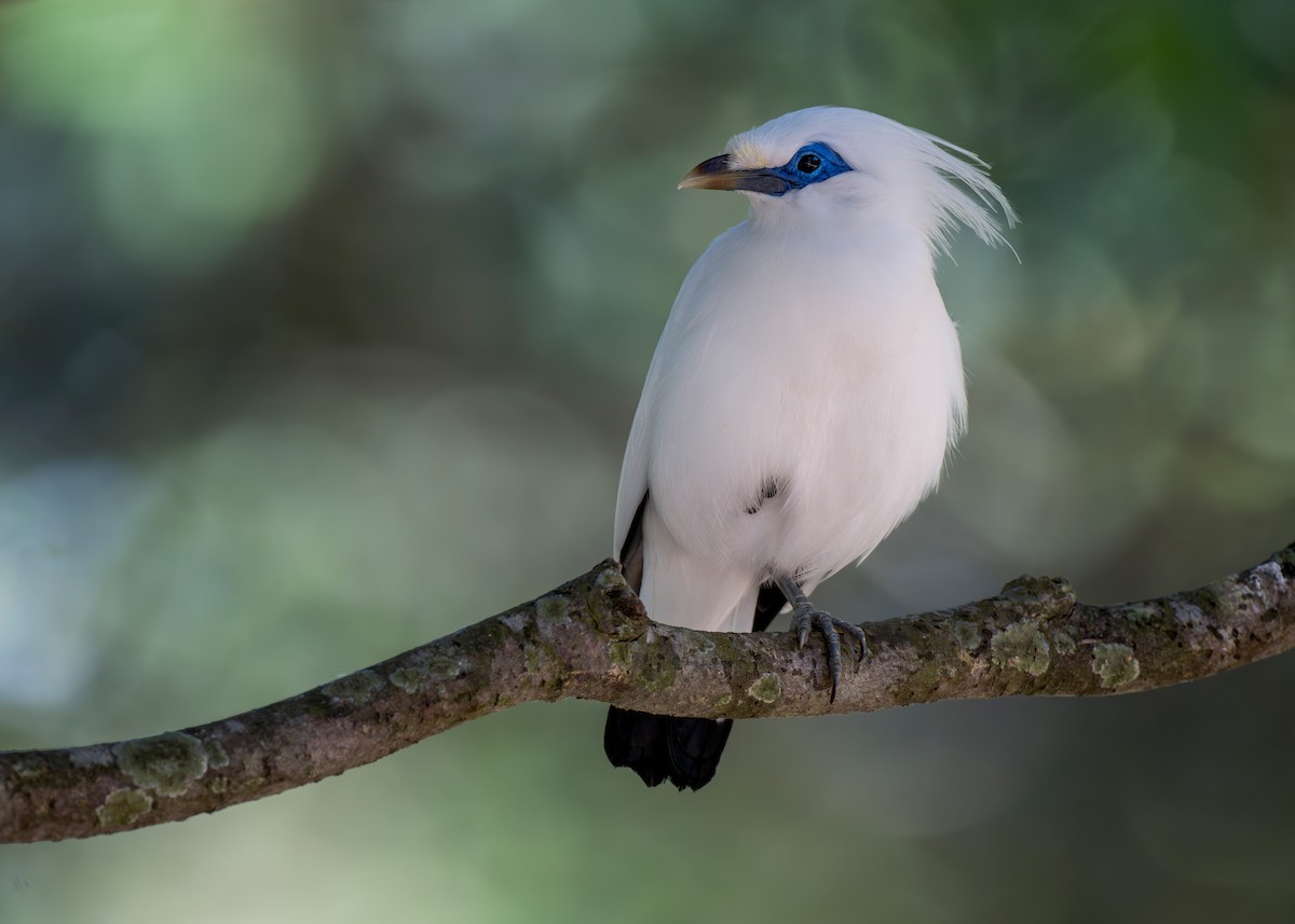 Bali Myna - ML620634164