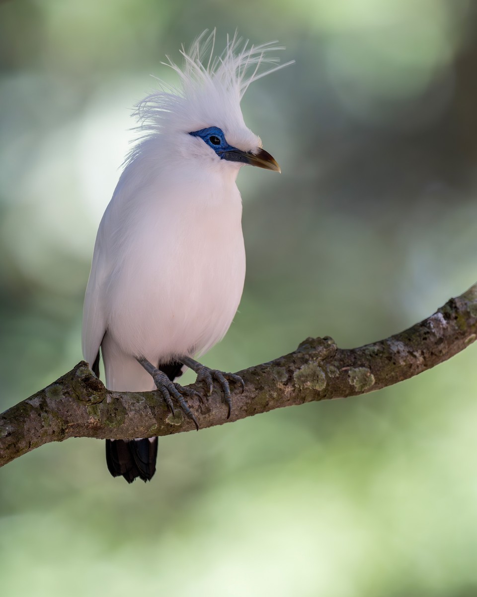 Bali Myna - ML620634165