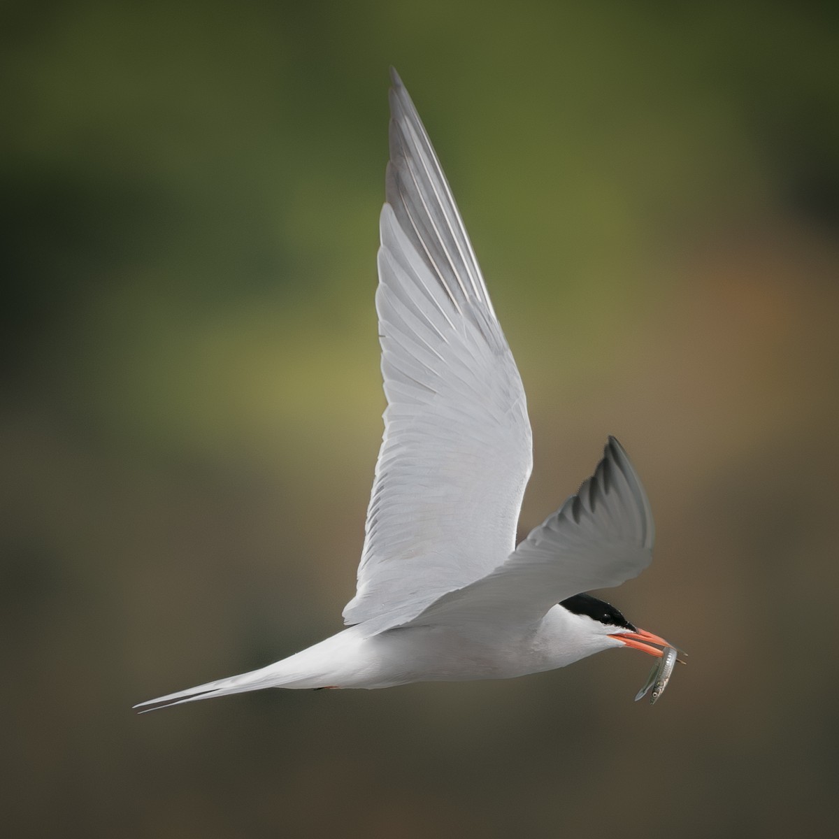 Common Tern - ML620634178