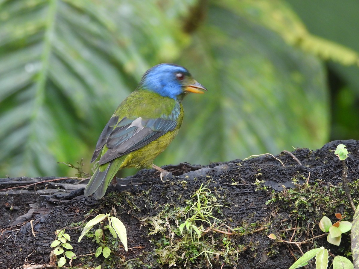 Moss-backed Tanager - ML620634181