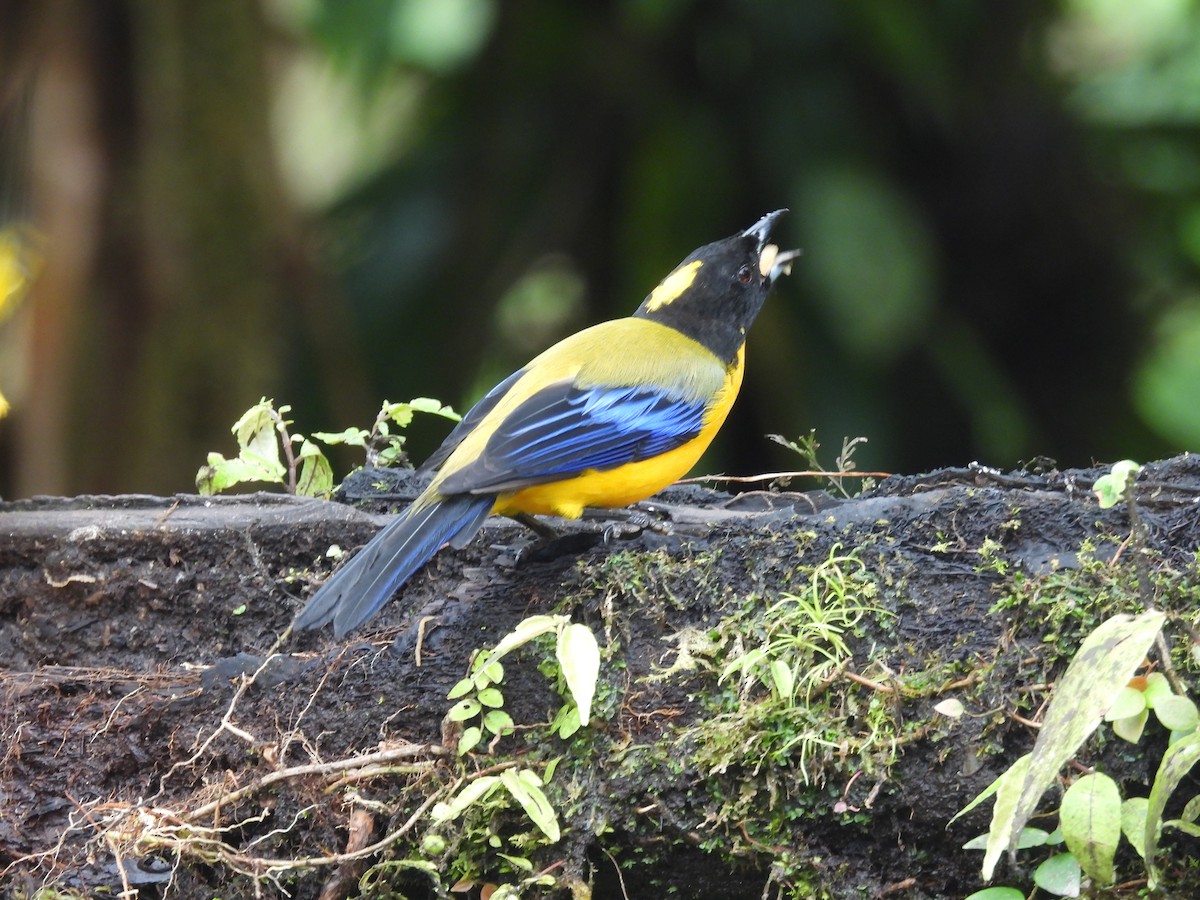 Black-chinned Mountain Tanager - ML620634182