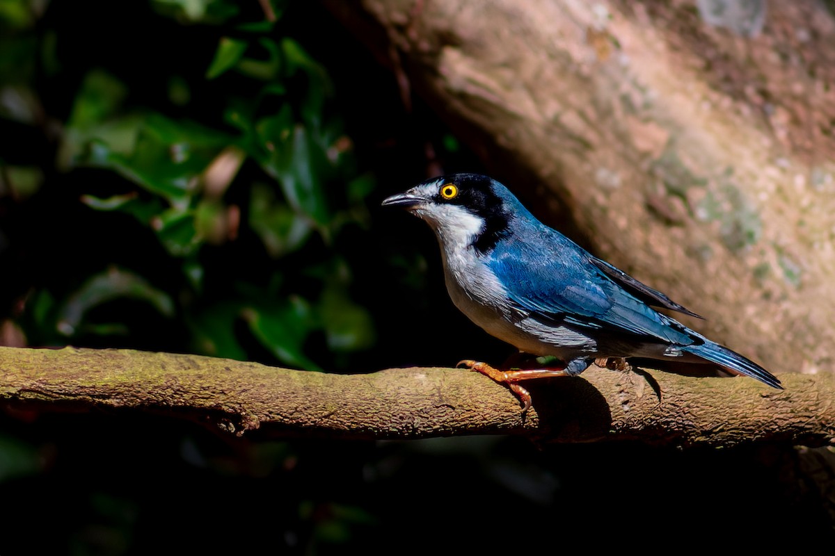 Hooded Tanager - ML620634190