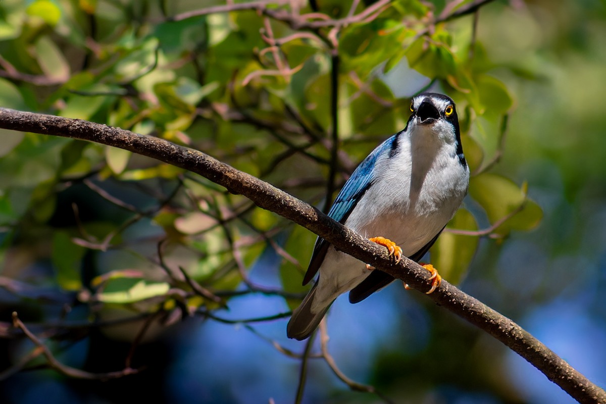 Hooded Tanager - ML620634191