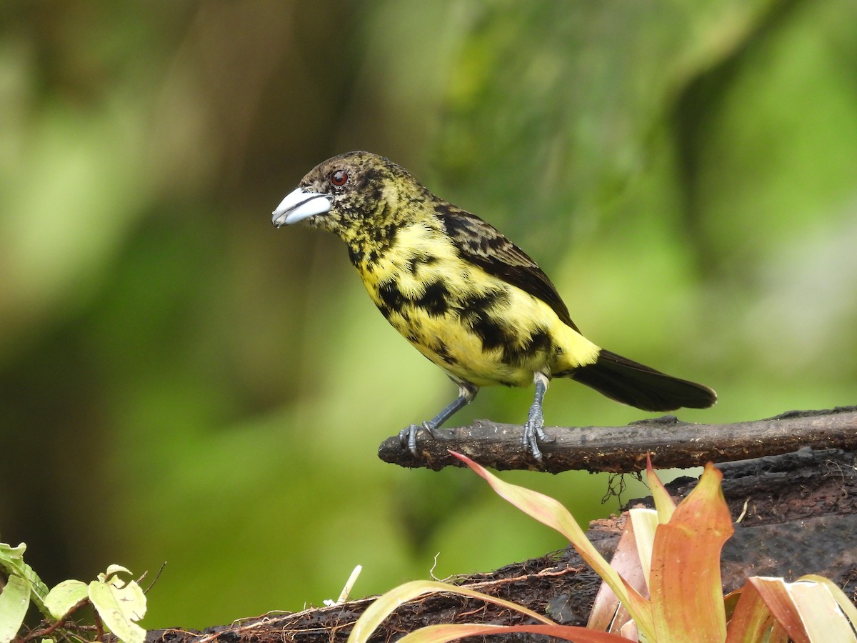 Flame-rumped Tanager (Lemon-rumped) - ML620634194