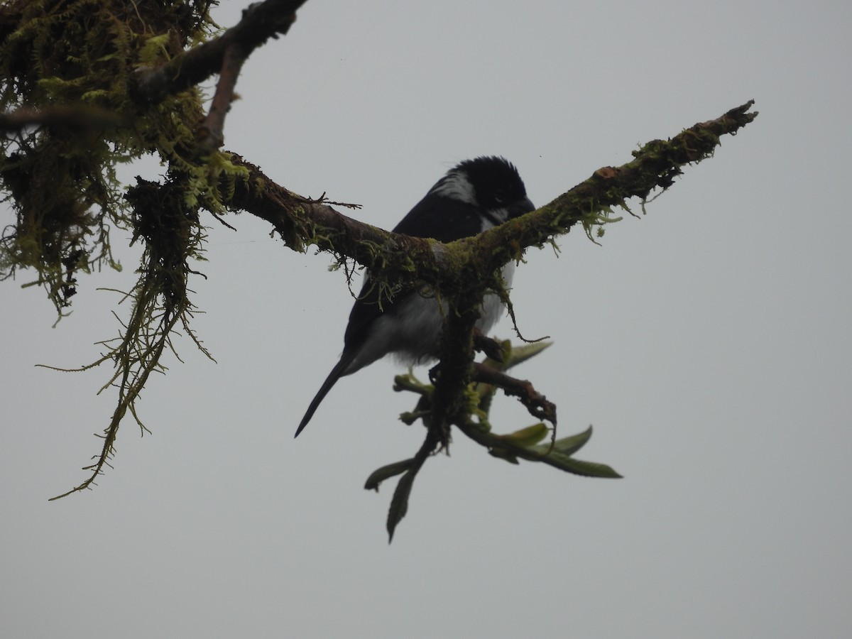 Variable Seedeater - ML620634223
