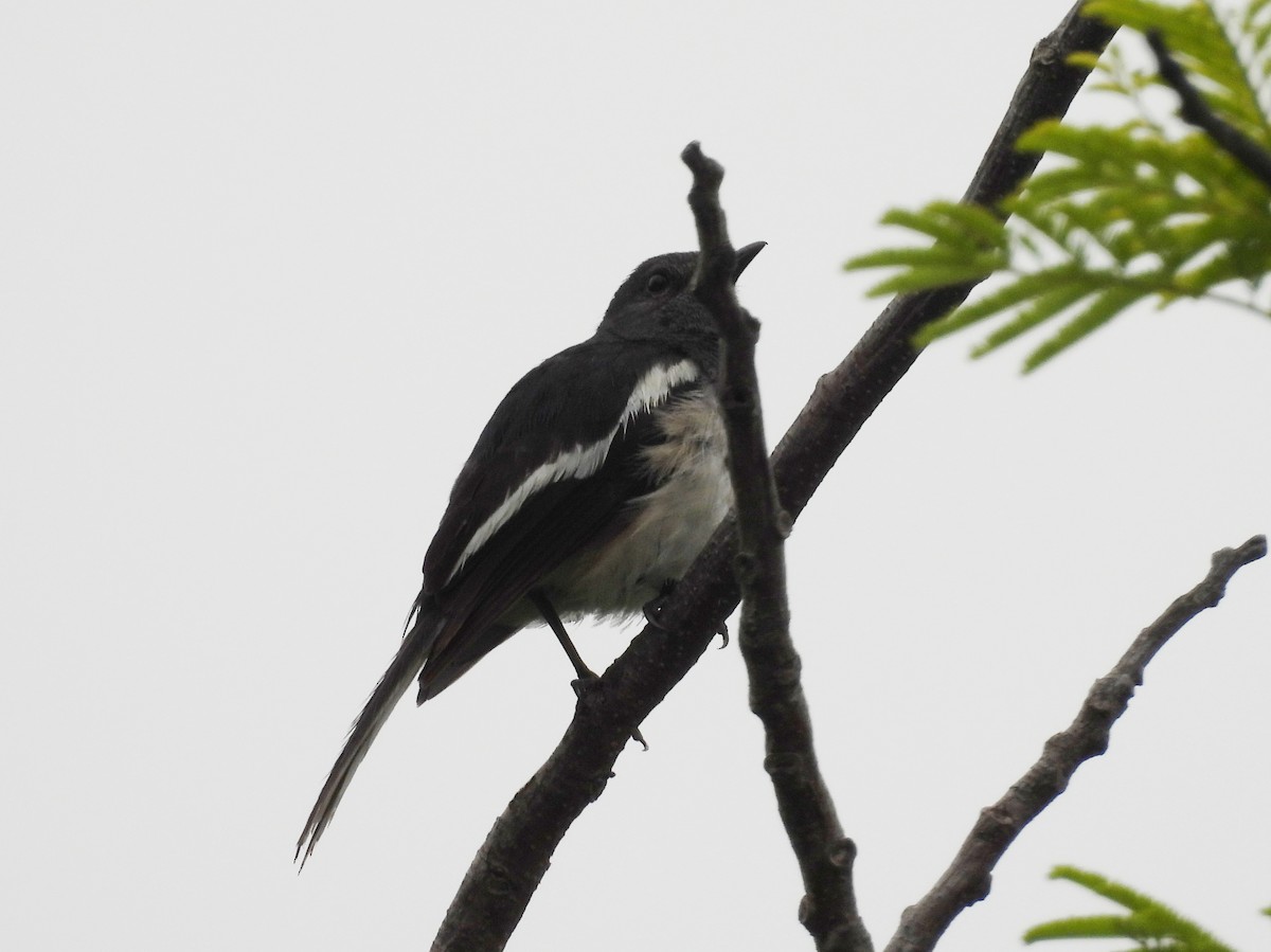 Oriental Magpie-Robin - ML620634224