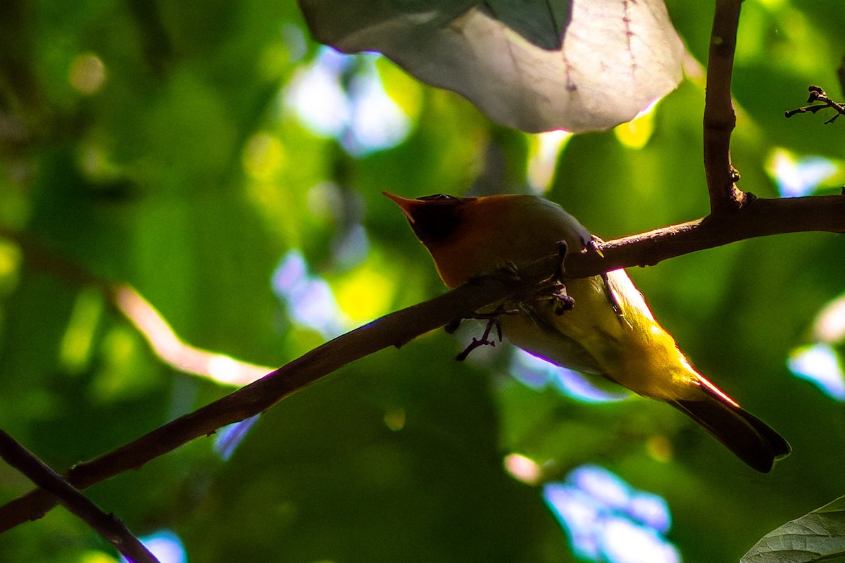 Rufous-headed Tanager - ML620634227