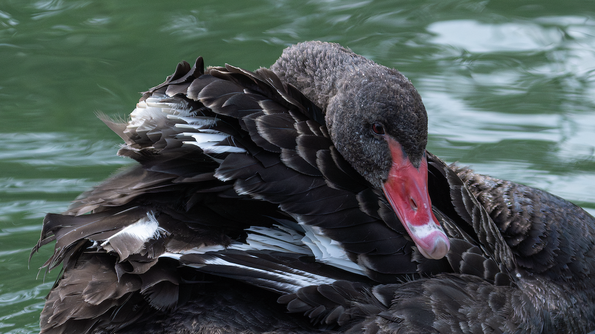 Black Swan - ML620634228