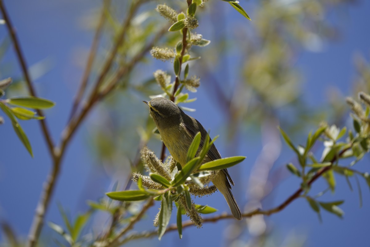 Tickell's Leaf Warbler - Chamba Phuntsog