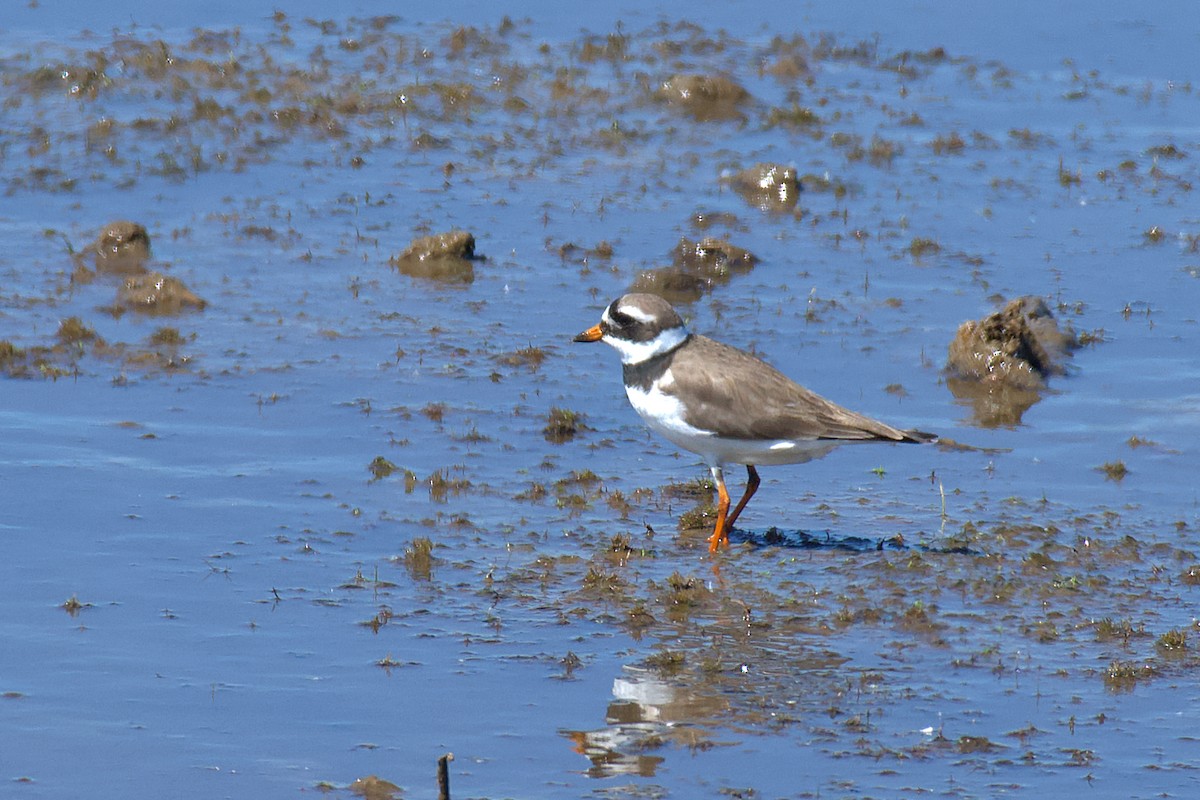 Common Ringed Plover - Natalya Ostapova