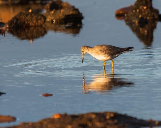 Gray-tailed Tattler - ML620634252
