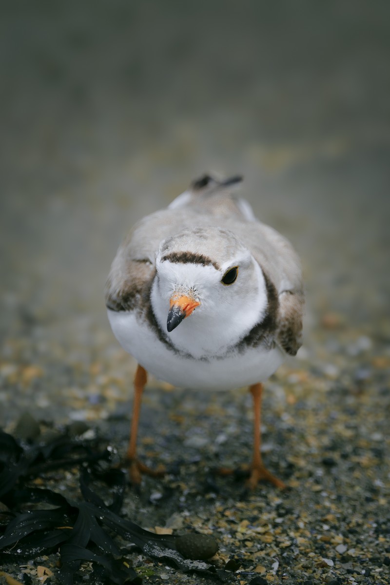 Piping Plover - ML620634258