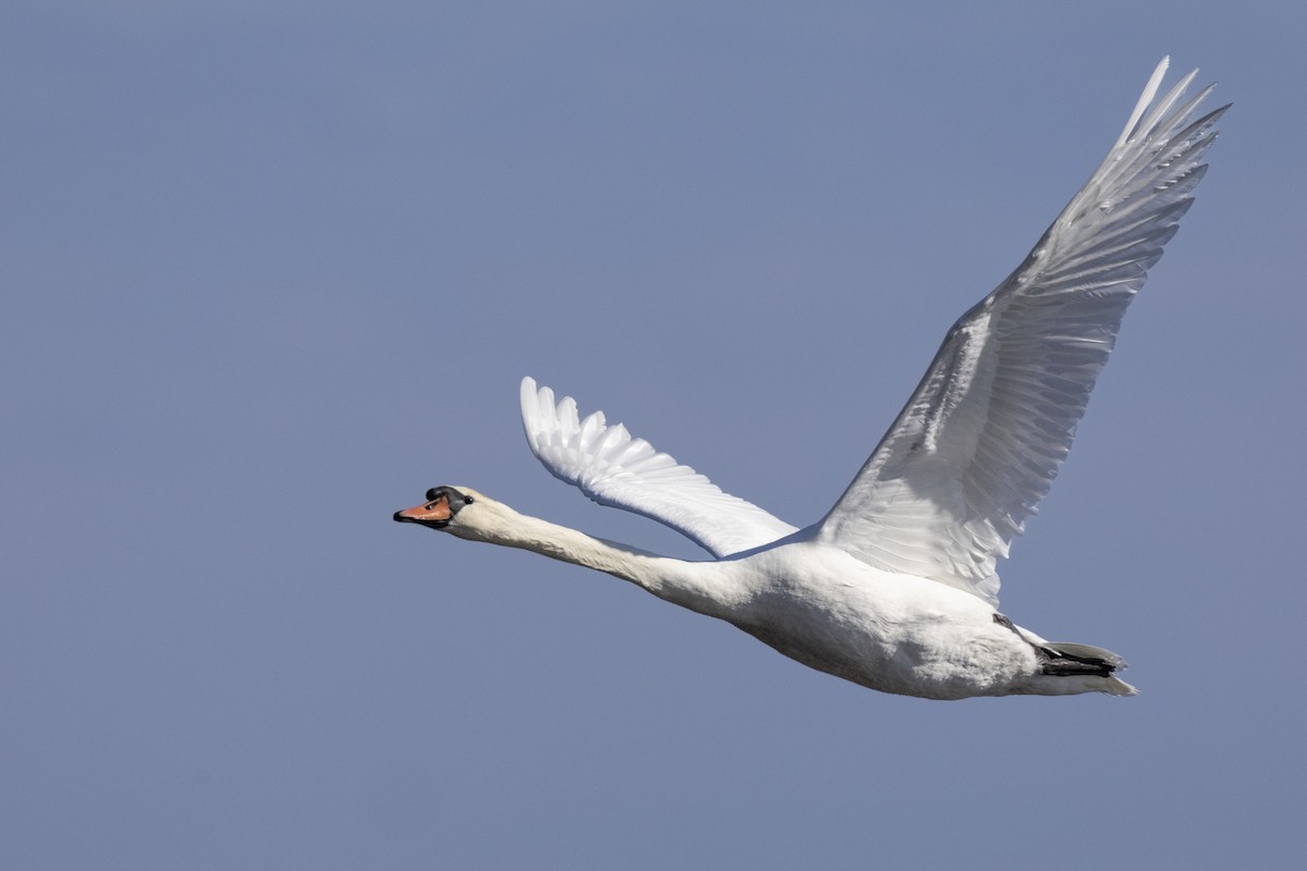 Mute Swan - ML620634259