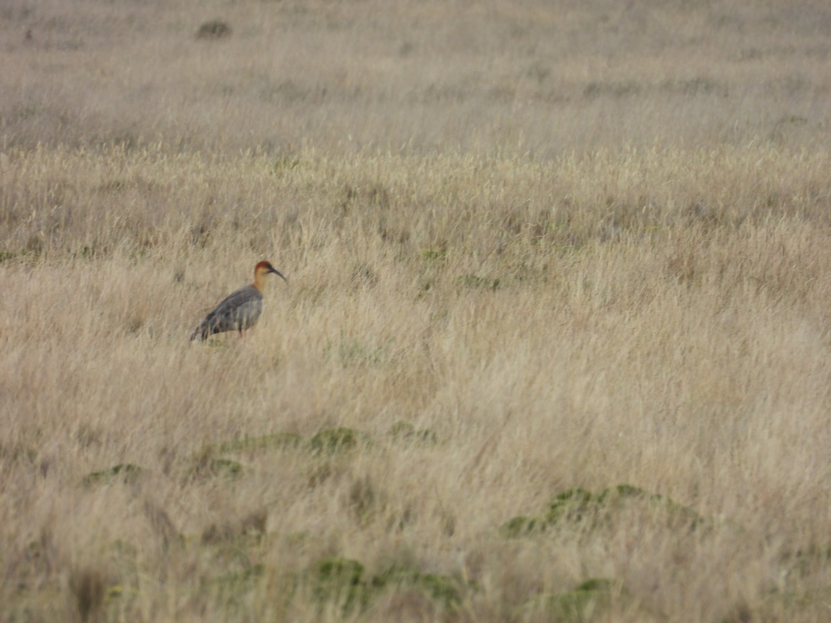 Andean Ibis - ML620634267