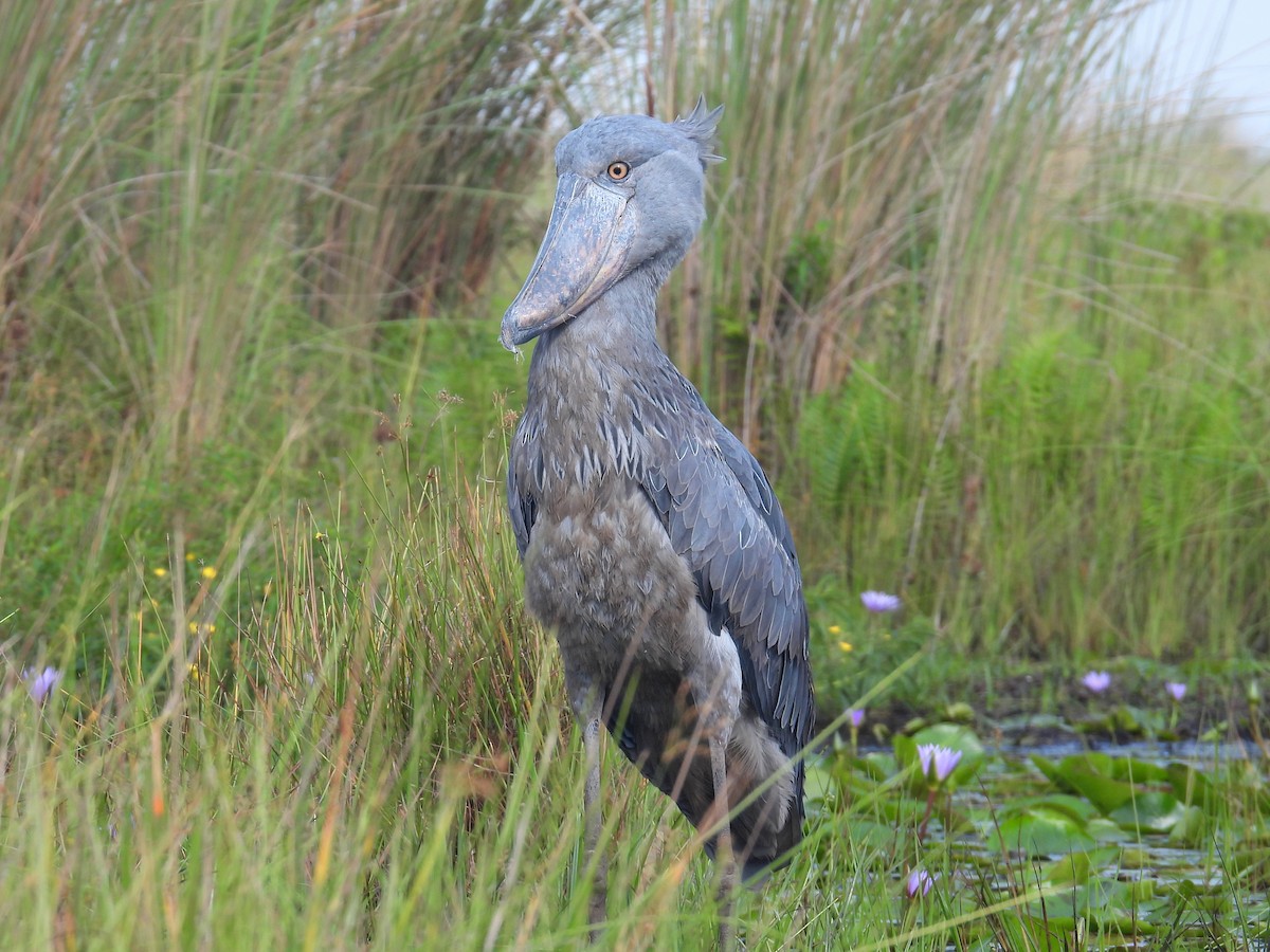 Shoebill - bob butler