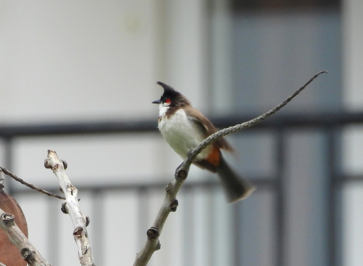 Red-whiskered Bulbul - ML620634280