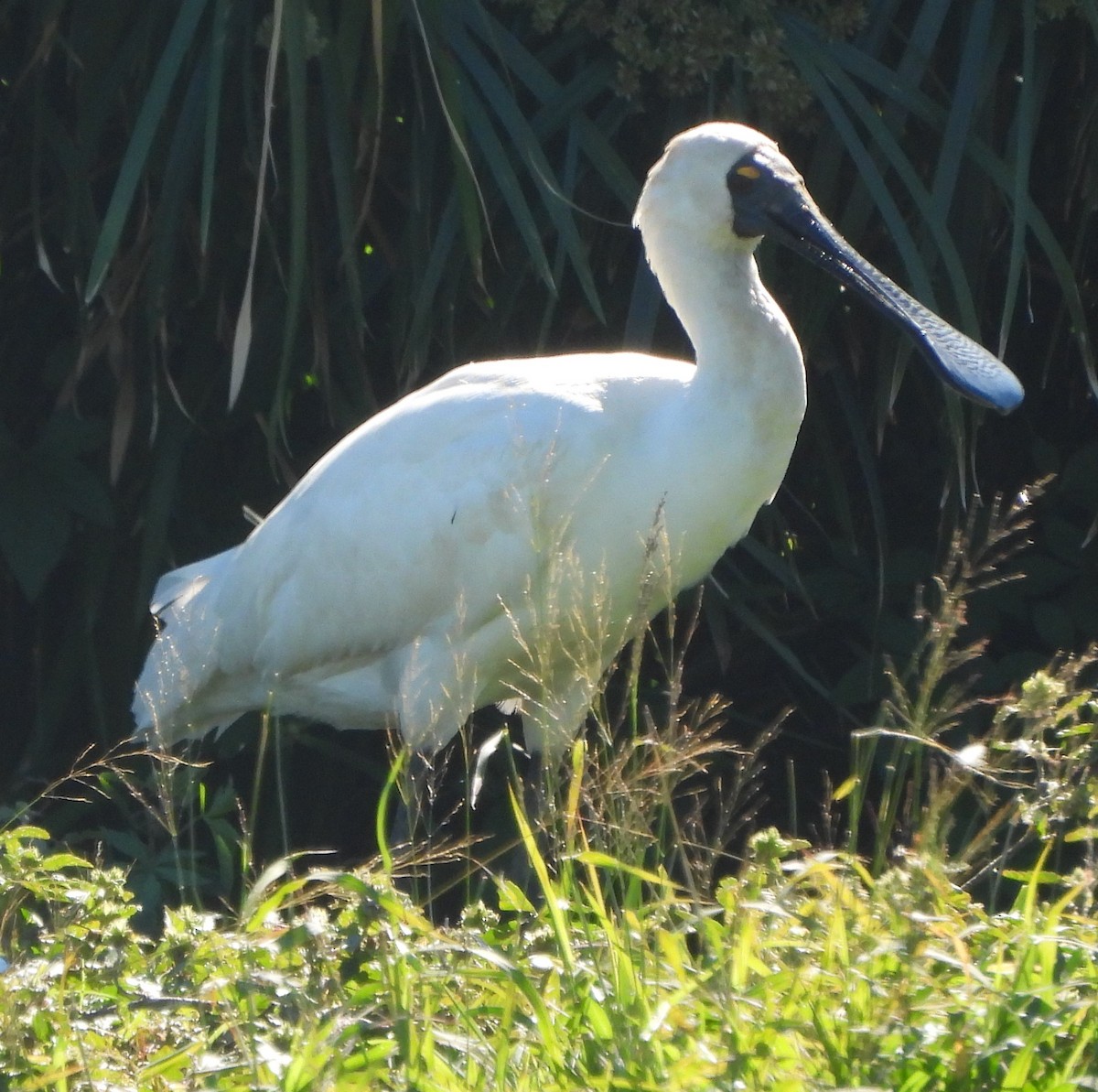 Royal Spoonbill - ML620634286