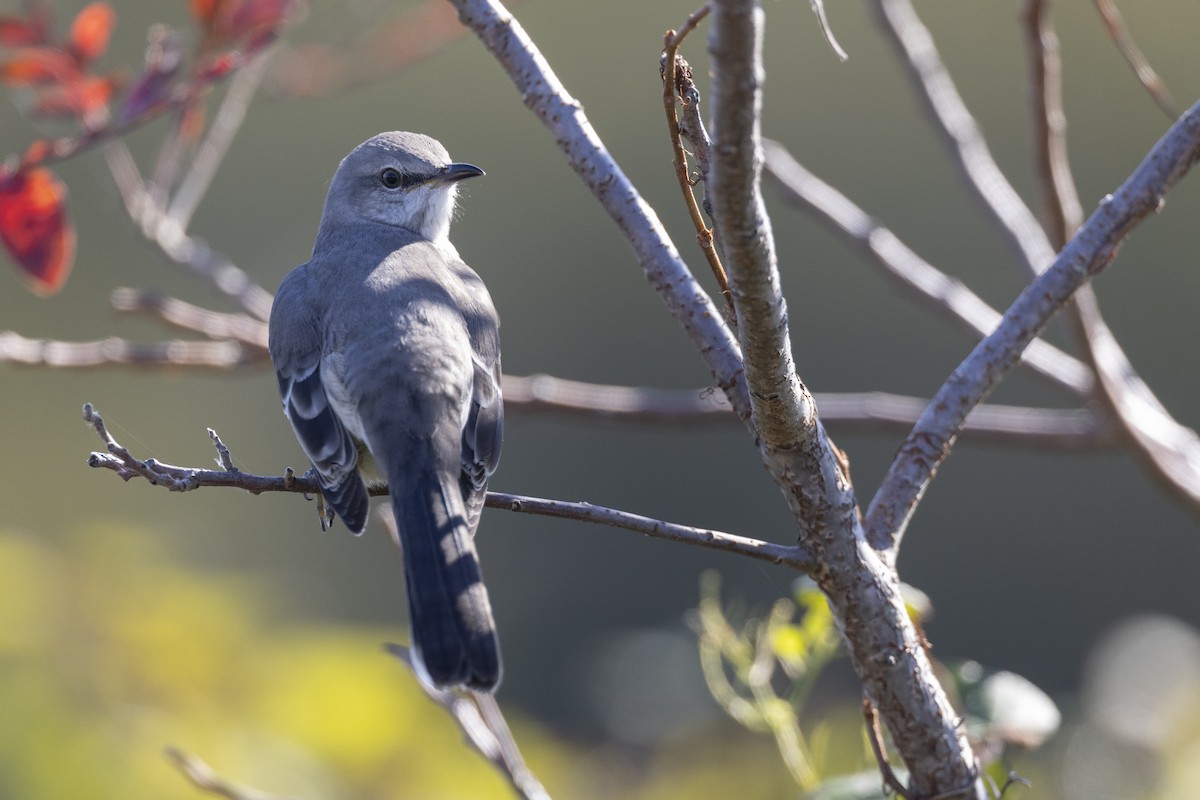 Northern Mockingbird - ML620634287