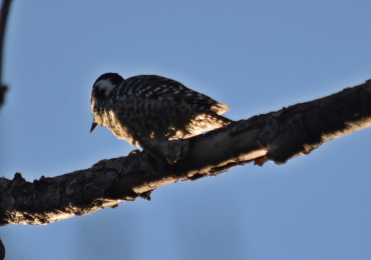 Checkered Woodpecker - andres ebel