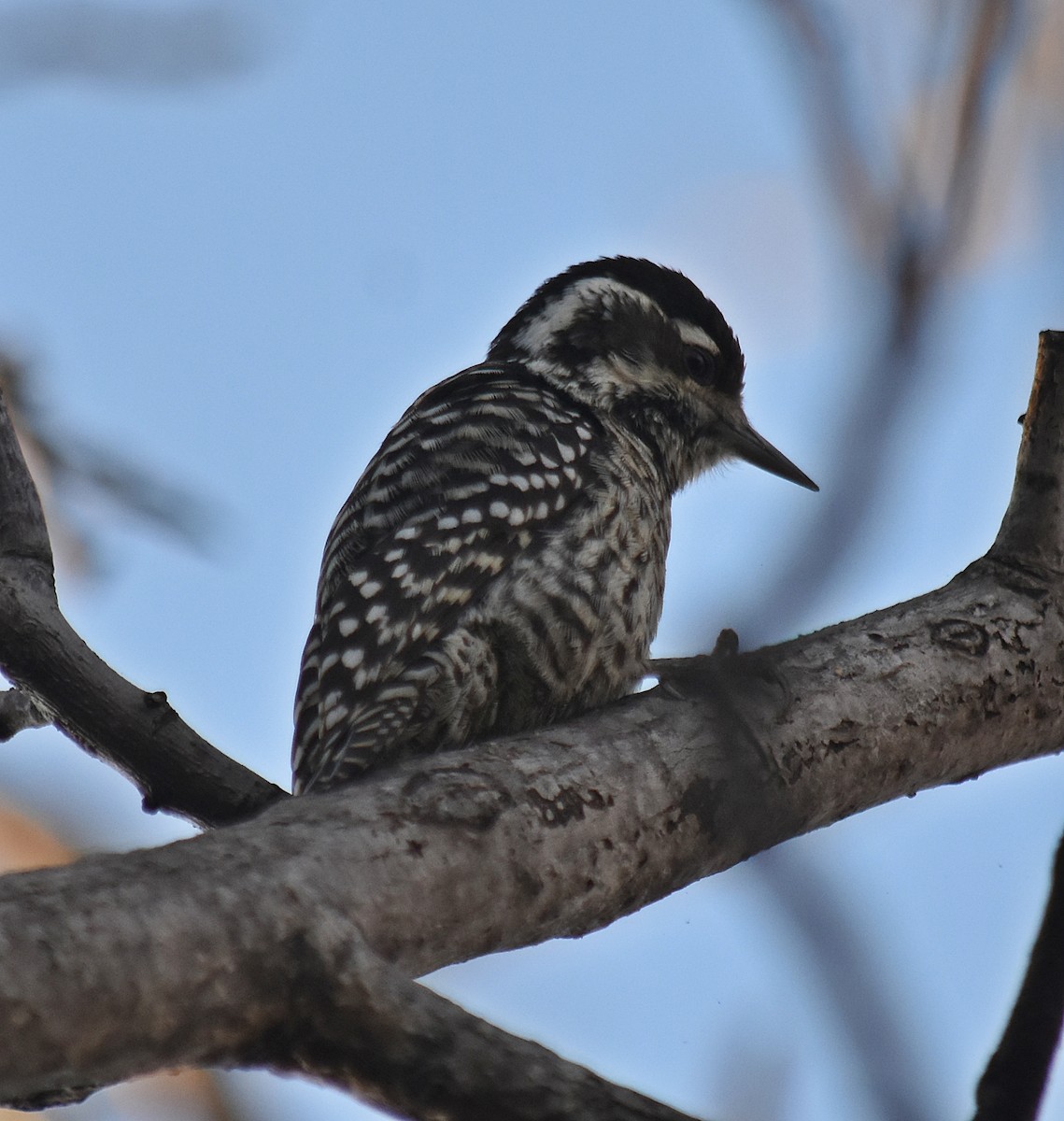 Checkered Woodpecker - ML620634299
