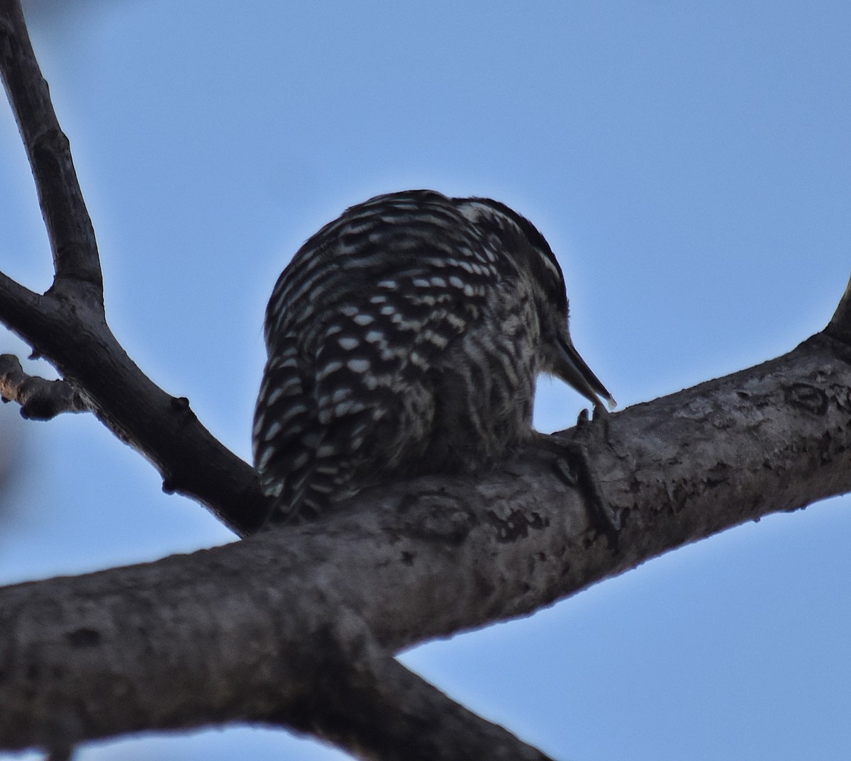 Checkered Woodpecker - ML620634300