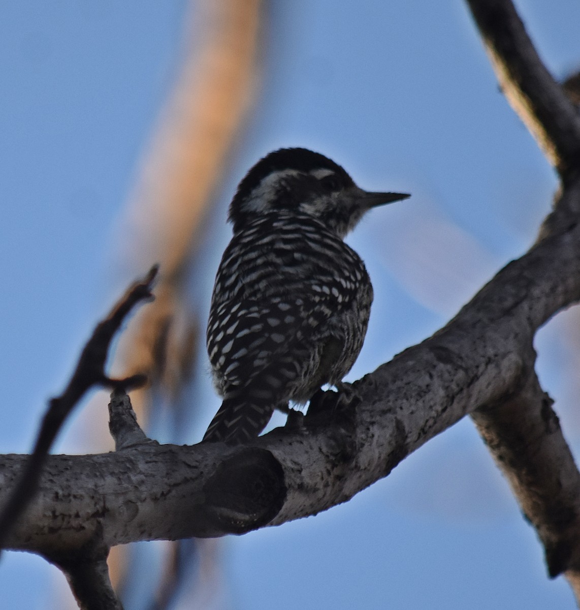 Checkered Woodpecker - ML620634301