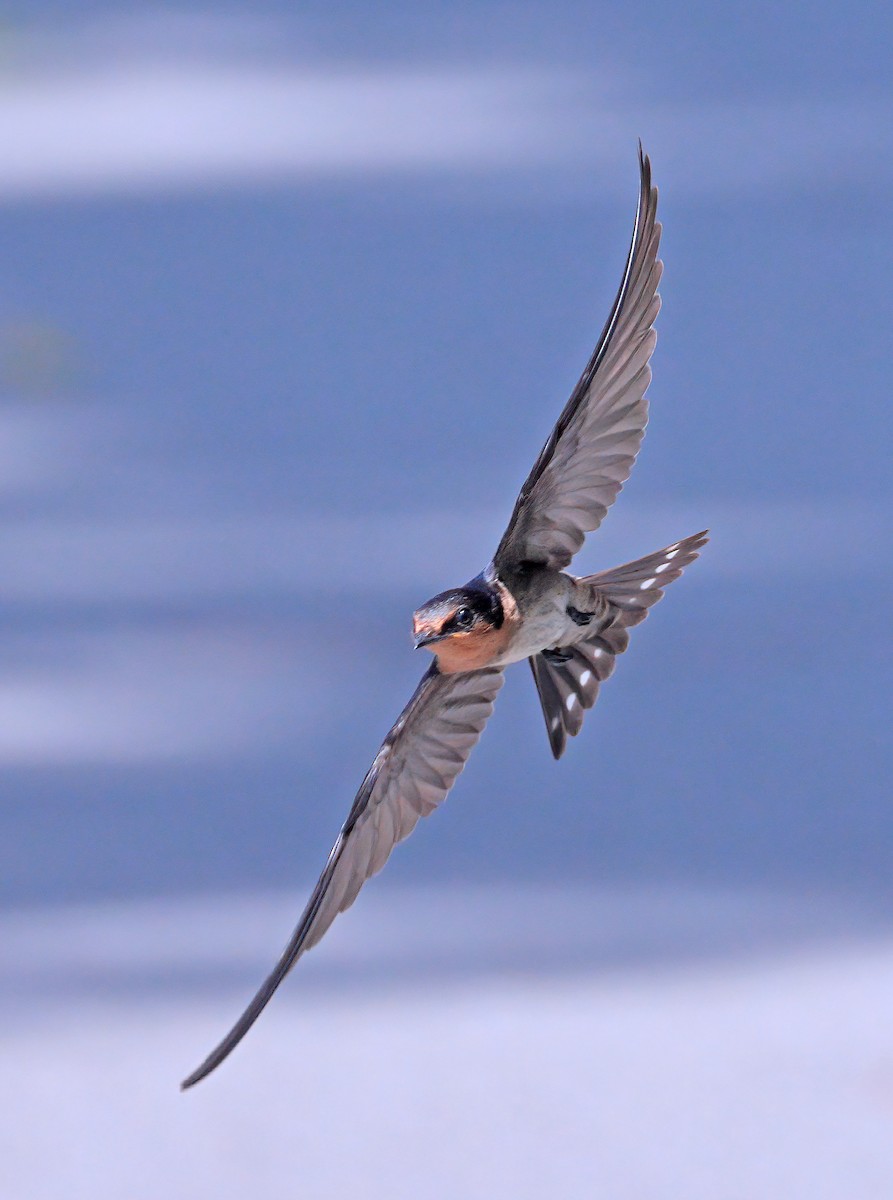 Pacific Swallow - ML620634306