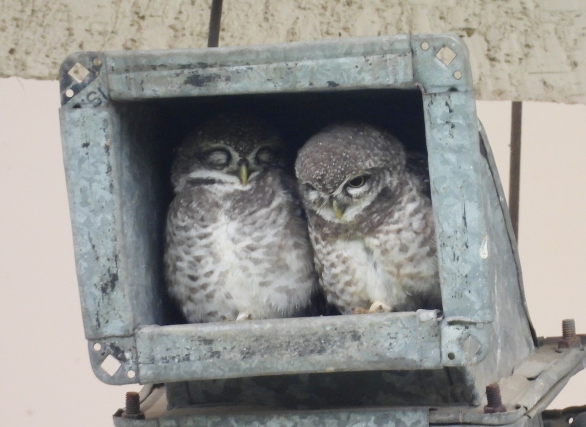 Spotted Owlet - ML620634324