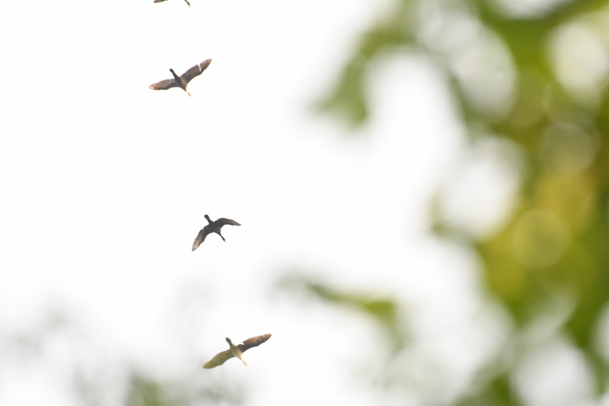 Double-crested Cormorant - ML620634337