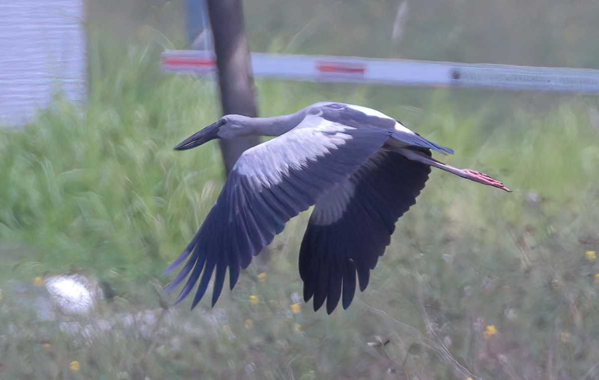 Asian Openbill - ML620634340