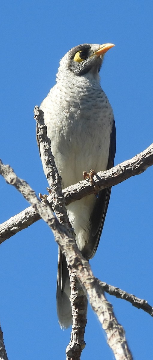 Weißstirn-Schwatzvogel - ML620634347