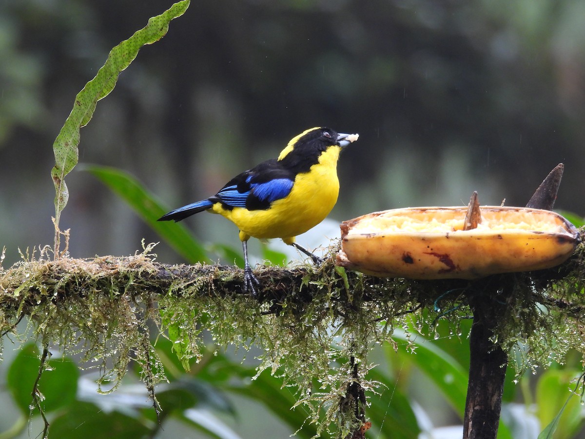 Blue-winged Mountain Tanager - ML620634353