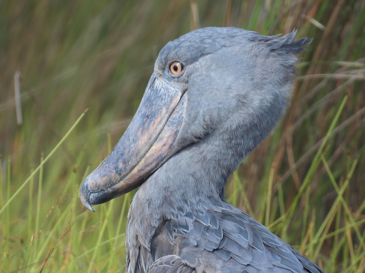 Shoebill - ML620634356