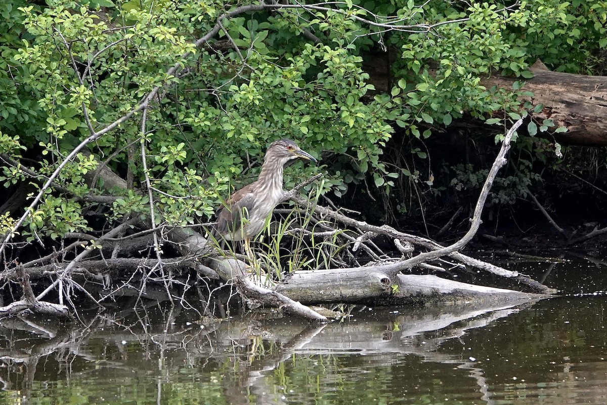 Black-crowned Night Heron - ML620634368