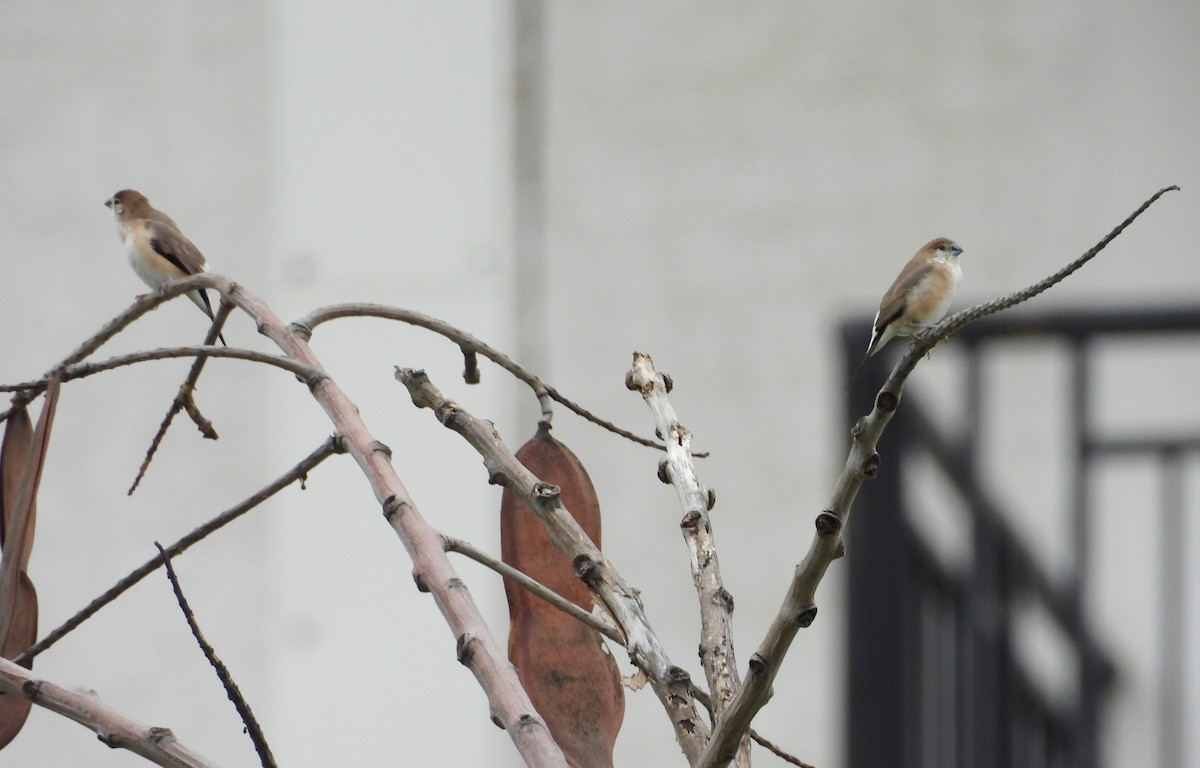 Indian Silverbill - ML620634381