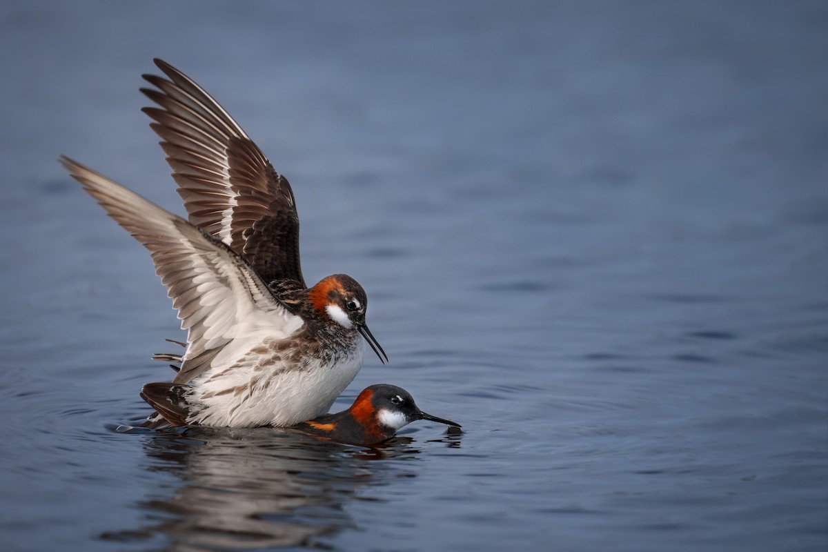 Red-necked Phalarope - ML620634386